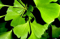 <em> Ginkgo biloba </em> no previene la demencia