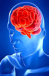 El <em>Ginkgo biloba</em> previene los eventos cerebrovasculares