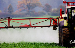 Pesticidas afectan el desarrollo intelectual infantil