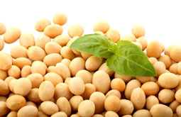 Proteínas de soya o leche disminuyen la presión arterial