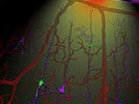 Estimulación transcraneal mejora la memoria en el Alzheimer