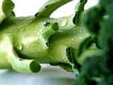 Verduras crucíferas protegen de enfermedades vasculares en la diabetes