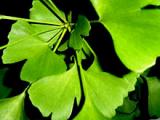 <em> Ginkgo biloba </em> no previene la demencia