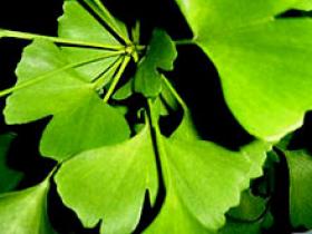<em> Ginkgo biloba </em> no previene la demencia