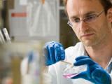 Proteína Angptl2 en obesos causa diabetes e inflamación