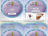 Los pecados del receptor X del hígado