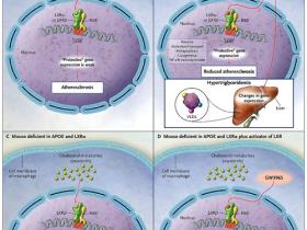 Los pecados del receptor X del hígado