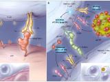 Mucosa intestinal, un buen escondite para el VIH