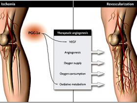 Angiogénesis terapéutica: realidad y ficción