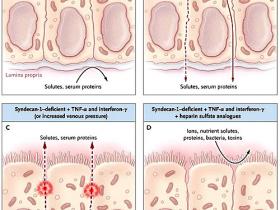 Integridad intestinal: una inquisición
