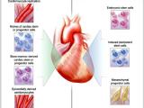 ¡Los cardiomiocitos se regeneran!