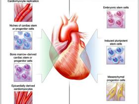¡Los cardiomiocitos se regeneran!