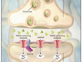 Memoria, receptores del glutamato y sinapsis