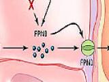 La anemia de la inflamación