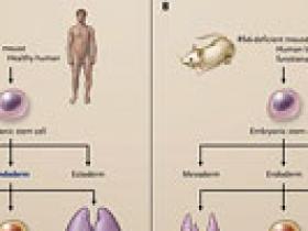RFX6 y la célula beta pancreática