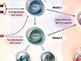 Leucemogénesis, no sólo mutaciones genéticas