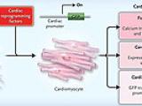 Cocina cardíaca: de fibroblastos a cardiomiocitos