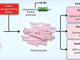 Cocina cardíaca: de fibroblastos a cardiomiocitos