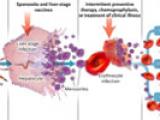 Malaria, tolerancia en lugar de resistencia