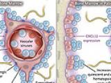 Células madre y diabetes