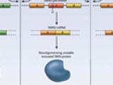 Terapia molecular para la atrofia muscular espinal