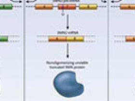 Terapia molecular para la atrofia muscular espinal