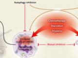 Autofagia en el cáncer: ¿bueno o malo?