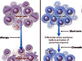 Restricción calórica para el cáncer