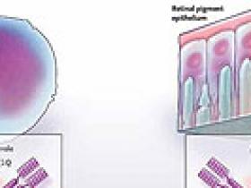 Inflamación y degeneración macular