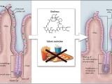 Integridad intestinal y longevidad