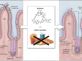 Integridad intestinal y longevidad
