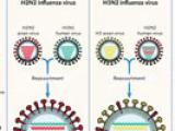 Los orígenes de la pandemia por influenza