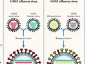 Los orígenes de la pandemia por influenza