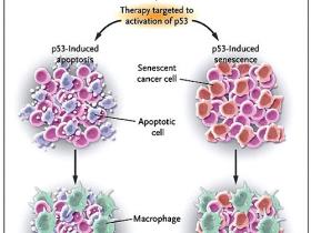 Envejecer sin cancer con el último guardián del genoma