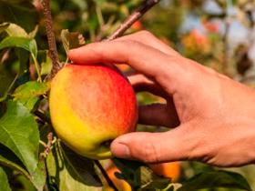 Una manzana al día controla la enfermedad vascular
