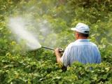 Pesticidas aceleran la aparición del Alzheimer
