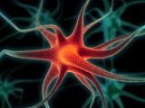 Sertralina aumenta la neurogénesis en el hipocampo humano