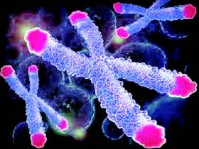 Telómeros: biomarcadores para el cáncer de colon