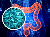Inmunoglobulinas pueden seleccionar una microbiota saludable