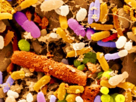 Interacción entre dieta y microbiota modula la expresión génica