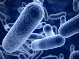 Microbiota media los efectos antidiabéticos de la metformina 