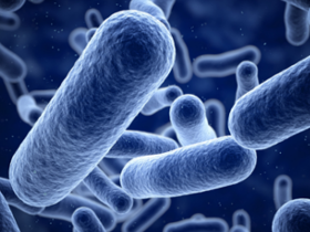 Microbiota media los efectos antidiabéticos de la metformina 