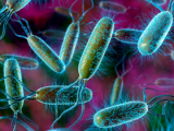Alteraciones del microbioma se vinculan con obesidad