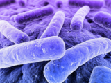 Bacteria intestinal se vincula con la aterogénesis
