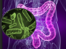 Ambiente determina la composición de la microbiota intestinal