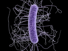 Trehalosa contribuye a la virulencia de <i>C. difficile</i>