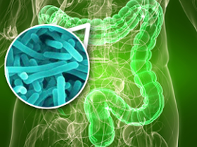 Fibra modula abundancia de bacterias intestinales
