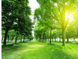 Áreas verdes: protectoras cardiovasculares