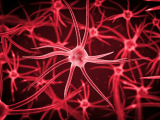Triclosán afecta la memoria y función neuronal