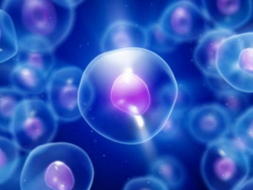 Intestino fetal produce linfocitos T de memoria